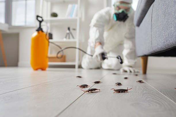 Commercial Rodent Management in Drum Point